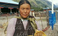 西藏阿妈为我们展示正宗的西藏野生桑树桑黄