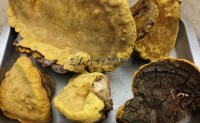 药用真菌桑黄的人工栽培技术研究